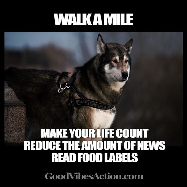 Huskie Standing and Watching